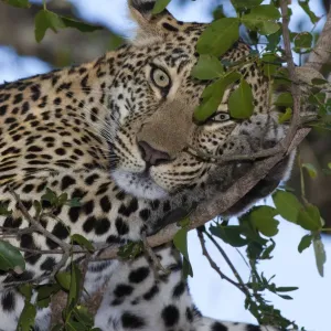 Close up of a female Leopard (panthera pardus) perched in a tree, South Africa Close up of a female Leopard (panthera pardus) perched in a tree, South Africa