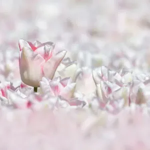 Enge Aufnahme eines Feldes mit weißen Tulpen in den Niederlanden