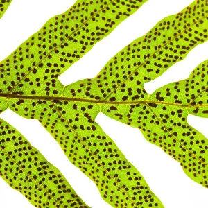 Close up of a leaf against a white background