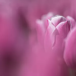 Close up of a purple Tulip in a bulb field