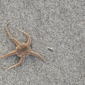 Cerca de una estrella de hielo (Ophiura ophiura) varada en la playa a baja marea.
