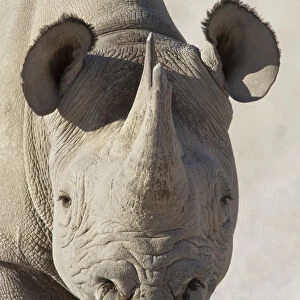 Close-up of a female Black Rhinoceros (Diceros bicornis) staring at the camera, Namibia