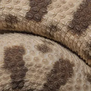 Close-up Print of Horned Viper Scales