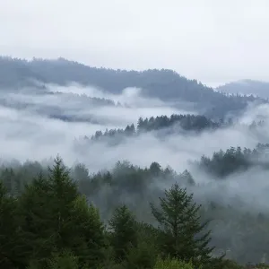 Küsten-Weißtannenwald (Sequoia sempervirens)-Wälder im Nebel, Pescadero Creek County Park Küsten-Weißtannenwald (Sequoia sempervirens)-Wälder im Nebel, Pescadero Creek County Park