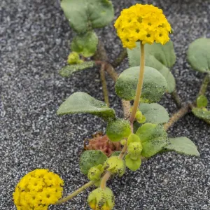 Coastal Sand Verbena (Abronia latifolia) flowers, Gold Bluffs Beach, Redwood National Park Coastal Sand Verbena (Abronia latifolia) flowers, Gold Bluffs Beach, Redwood National Park