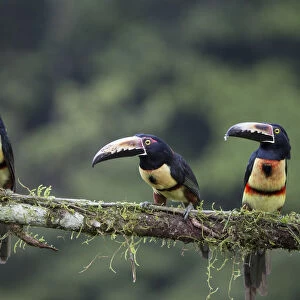 Collared Aracari (Pteroglossus torquatus) trio, Costa Rica