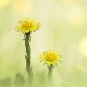 Coltsfoot (Tussilago farfara) flowering in close up, Groningen, The Netherlands Coltsfoot (Tussilago farfara) flowering in close up, Groningen, The Netherlands