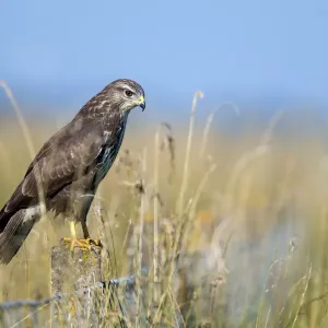 Gemeiner Geiervogel (Buteo buteo) sitzt auf einem Steinpfeiler und jagt, Roggebotzand