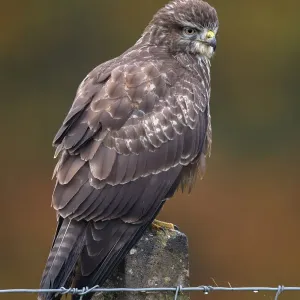 Gewöhnlicher Heuschwanz (Buteo buteo), sitzt auf einem Steinzaunpfeiler im Herbst, Roggebotzand