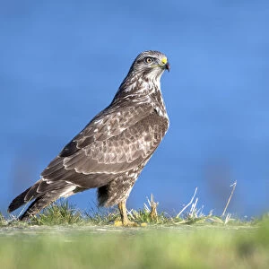 Common Buzzard (Buteo buteo) on the side of the road looking at camera, Vossemeerdijk