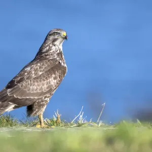 Gewöhnlicher Heuschreckenadler (Buteo buteo) auf der Straße nach rechts blickt in die Kamera, Vossemeerdijk