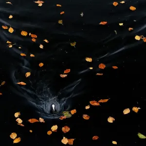 Gewöhnlicher Sumpfente (Fulica atra), schwimmt unter gefallen Eichenblättern im Amsterdamse Bos, Amsterdam, Nordholland, Niederlande - Ehrenmenion in der Kategorie Vögel des Groene Camera 2022 Foto-Wettbewerbs