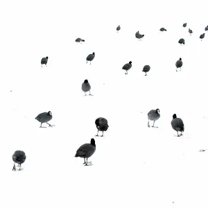 Gemeine Rallen (Fulica atra), auf einem mit Schnee bedeckten Eislauf zu wandern im Nationalpark Ekkerswijck, Niederlande