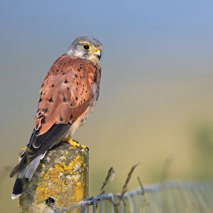 Common Kestrel (Falco tinnunculus) adult male perched on top of a stone fence post