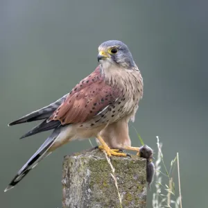 Gemeiner Falke (Falco tinnunculus), männlicher Vogel, sitzt auf einem Steinpost mit einer Maus