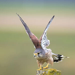 Common Kestrel (Falco tinnunculus) take-off, Flevoland, the Netherlands