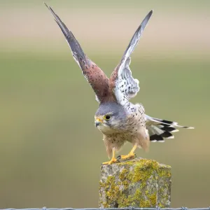 Gemeiner Falke (Falco tinnunculus), Startflug in der Nähe von Flevoland, den Niederlanden