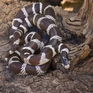 Common Kingsnake (Lampropeltis getulus), Arizona