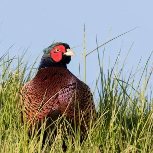 Faisán común (Phasianus colchicus) macho en las dunas, Texel, Noord-Holland.