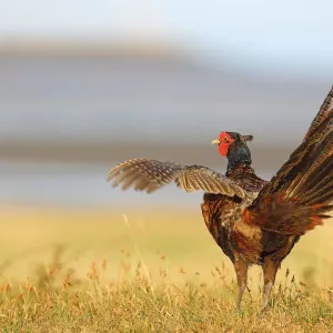 Common Pheasant (Phasianus colchicus) male flapping his wings, Texel, Noord-Holland