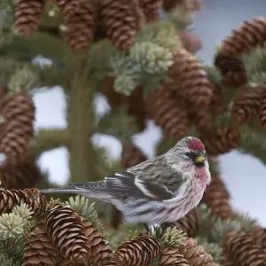 Alaska Common Redpoll Print