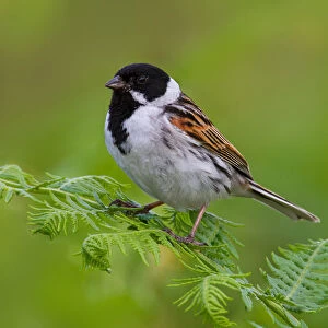 Common Reed Bunting (Emberiza schoeniclus) male, Greater London, United Kingdom