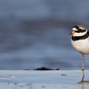 Common Ringed Plover (Charadrius hiaticula) standing along the shoreline, Texel, The Netherlands