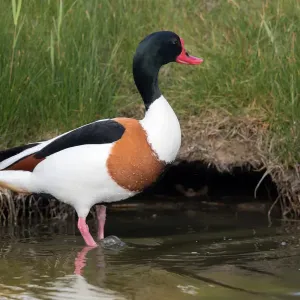 Gemeiner Schildente (Tadorna tadorna), männliches Tier in Stellung entlang der Wasserkante, Texel Gemeiner Schildente (Tadorna tadorna), männliches Tier in Stellung entlang der Wasserkante, Texel