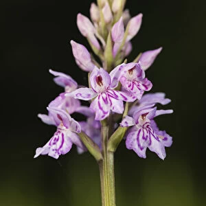 Common Spotted Orchid (Dactylorhiza fuchsii) flower head showing buds at various stages of opening, Orley Common, Devon, England