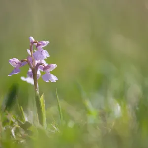 Common spotted orchid (Dactylorhiza maculata) is flowering in the field, Terschelling Common spotted orchid (Dactylorhiza maculata) is flowering in the field, Terschelling
