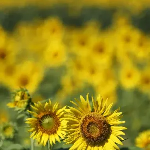 Common Sunflower Print, Japan Common Sunflower Print, Japan
