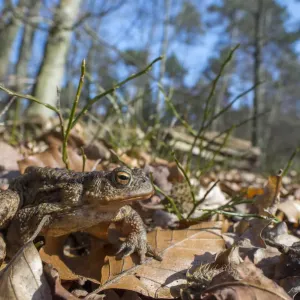 Common Toad (Bufo bufo) in Spring Awakening Print Common Toad (Bufo bufo) in Spring Awakening Print