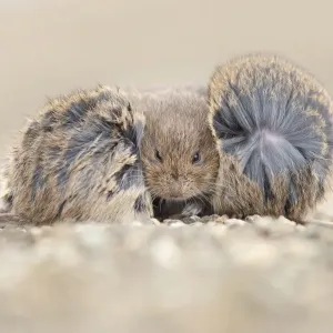 Drei Gemeine Mausohrhasen (Microtus arvalis) suchen Schutz vor harten Winden während eines Herbststurms auf einer Pier am Wattenmeer-Küstenort Holwerd im Landkreis Friesland, Niederlande - Gesamtwinner der Naturfotografie des Jahres 2022 und Gewinner in d