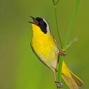Prints of : Birds