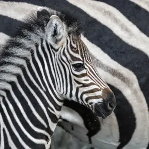 Gemeiner Zebraschafstallung (Equus burchellii), das von seiner Mutter neben dem Sabi-Sands-Naturreservat steht