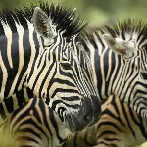 Gemeiner Zebraschaf (Equus quagga), Porträt im Profil nass von Regen, Krüger-Nationalpark