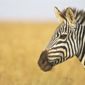 Gemeiner Zebraschaf (Equus quagga), Profil, Kenia, Masaischer Marsch-Nationalpark
