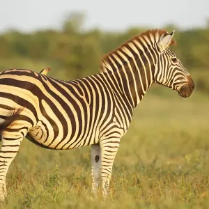 Gemeiner Zebraschaf mit Rotbeakiger Ochsenschwanzameise
