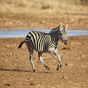 Common Zebra (Equus quagga) running away from a waterhole, South Africa, Mpumalanga