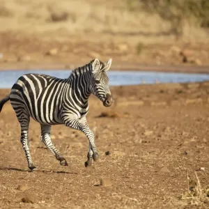 Gewöhnlicher Quagamantel (Equus quagga), im Lauf nach einem Wasserloch in Südafrika, Provinz Mpumalanga