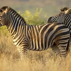 Gemeiner Zebraschaf (Equus quagga), der sich bei einem anderen zeiget, indem es seinen Kopf auf dessen Rücken legt