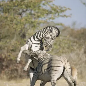 Gemeine Zebras (Equus quagga), kämpfen in Namibia, Etoscha-Nationalpark