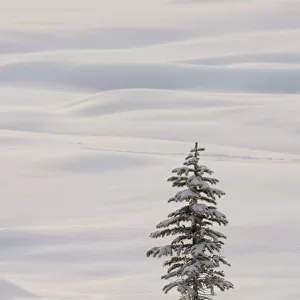 Coniferous tree in snow, Banff National Park, Alberta, Canada
