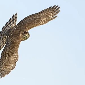 Coopers Hawk (Accipiter cooperii) flying, Texas, USA