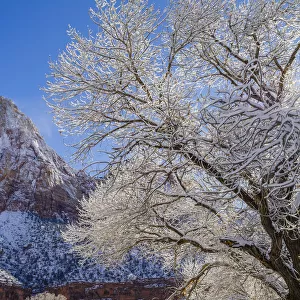 Cottonwood (Populus sp) tree in winter, Zion National Park, Utah