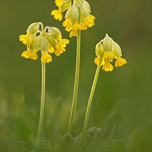 Cowslip flowers, Hardington Moor, Dorset, England
