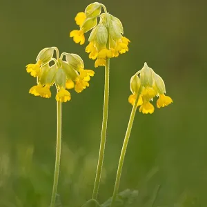 Cowslip flowers, Hardington Moor, Dorset, England Cowslip flowers, Hardington Moor, Dorset, England