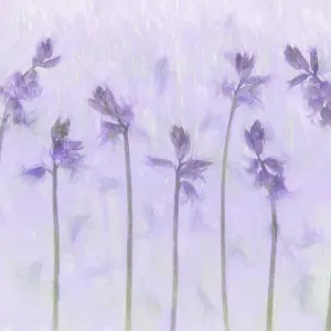 Kreative fotografische Aufnahme der Gemeinen Blauvögelchen (Hyacinthoides non-scripta)