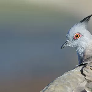 Crested Pigeon (Ocyphaps lophotes), Victoria, Australia