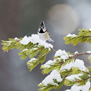 Crested tit on snow covered branches of Caledonian Pine, Cairngorms, Scotland